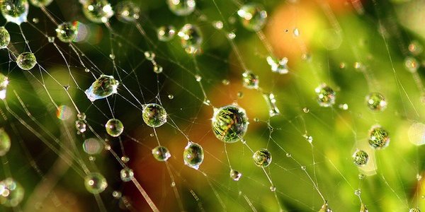 Make the most of the open web!. Credit: Flickr | Spiders Web by Lida Rose. CC BY ND 2.0