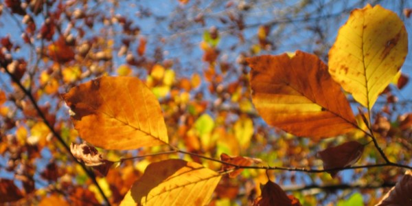 Autumn is here and so is the season of events and conferences I Photo by Letizia Gambini